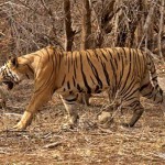 T25_tigris_india