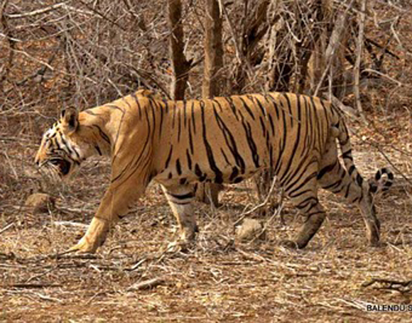 T25_tigris_india