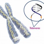 telomerek