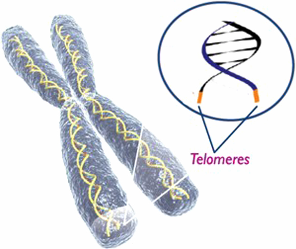 telomerek