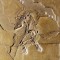 Fekete tollazattal büszkélkedett az Archaeopteryx
