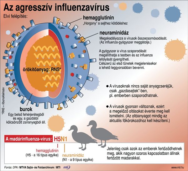influenzavirus_H5N1_madarinfluenza