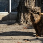 Meglátta a medve az árnyékát az állatkertben, hosszú lesz a tél