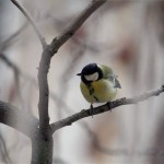 Hideg idő - Állatok - Széncinege - Szolnok, 2012. február 3. - Széncinege (Parus major) áll egy fa ágán, Szolnokon. A szakemberek szerint a kistestű énekesmadarakat komolyan veszélyezteti a mostani, erős széllel és kiadós havazással kísért rendkívüli hideg. Ezért aki teheti, rendszeres etetésükről és itatásukról gondoskodva akár városi környezetben is segíthet e madaraknak átvészelni a váratlanul beköszöntött, zord téli napokat., MTI Fotó: Bugány János