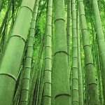 bambusz_