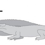 a_legnagyobb_krokodil