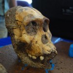 Australopithecus_sediba_osember