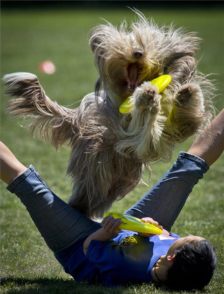 Ózdi Krisztina Chocko nevű kutyájával a Dog Chow kutya frizbi Európa-bajnokság freestyle számában Budapesten, a Hajógyári-szigeten. MTI Fotó: Illyés Tibor