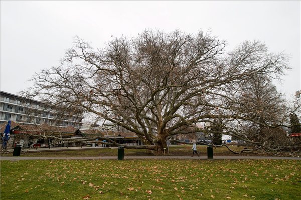 Keleti platánfa az egri Termálfürdő területén 2013. március 1-jén. A több mint 250 éves fa nyerte a 2013-as európai Év fája versenyt. MTI Fotó: Komka Péter