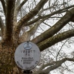 Védett fa felirat annál a keleti platánfánál, amely az egri Termálfürdő területén található 2013. március 1-jén. A több mint 250 éves fa nyerte a 2013-as európai Év fája versenyt. MTI Fotó: Komka