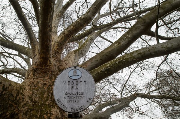 Védett fa felirat annál a keleti platánfánál, amely az egri Termálfürdő területén található 2013. március 1-jén. A több mint 250 éves fa nyerte a 2013-as európai Év fája versenyt. MTI Fotó: Komka