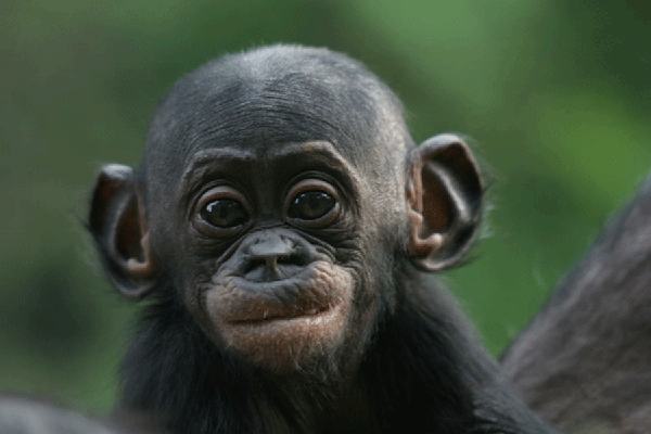 Bonobo_majom_Kinshasa_2013_sk