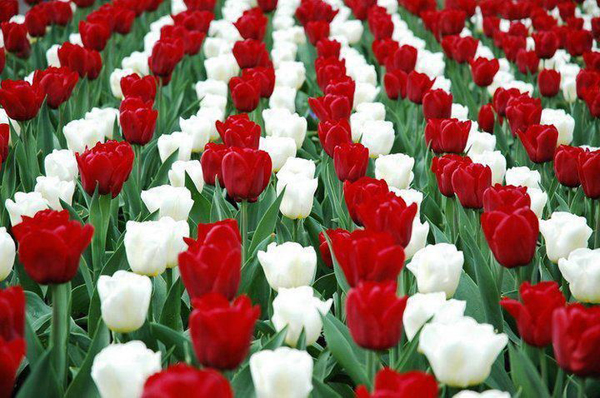 marcius15_tulipan_00