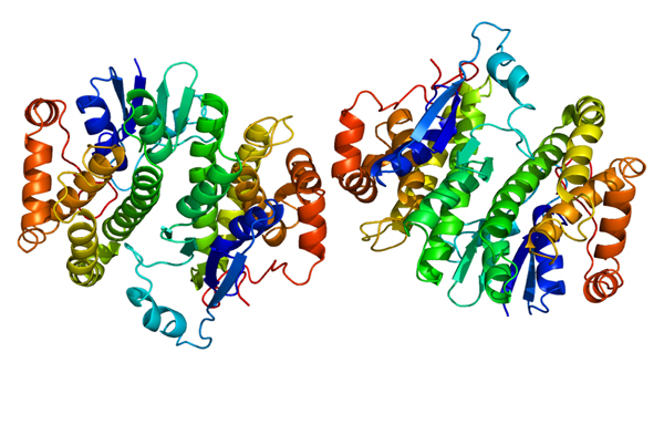 Protein_GSTM1_PDB_1gtu_genek