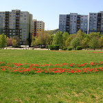 patko_utcai_park_tulipanok