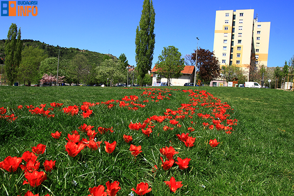 patko_utcai_park_tulipanok2