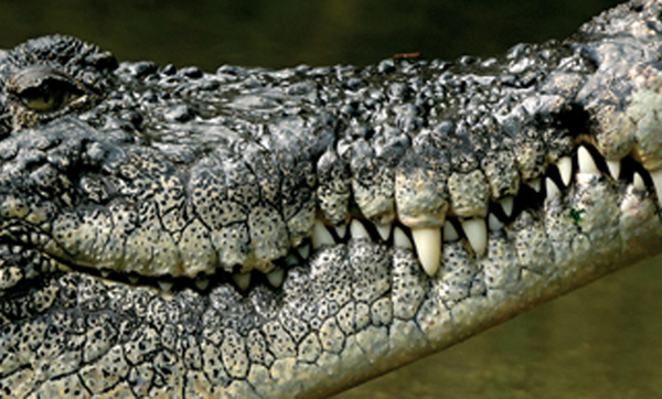 krokodil_0