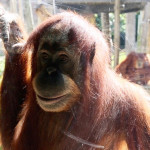 orangutan_melbourni_allatkert_2016