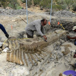 General Cepeda, 2013. július 23.
A mexikói Nemzeti Antropológiai és Történeti Intézet, az INAH által 2013. július 23-án közreadott kép egy mexikói paleontológusok által feltárt hadroszaurusz gerincoszlopáról az északkelet-mexikói General Cepeda község közelében lévõ ásatáson. A lelet a tudósok becslése szerint közel 72 millió éves. (MTI/EPA/Mauricio Marat)