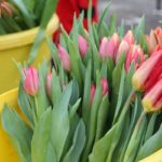 gazdapiac_tulipan (6)