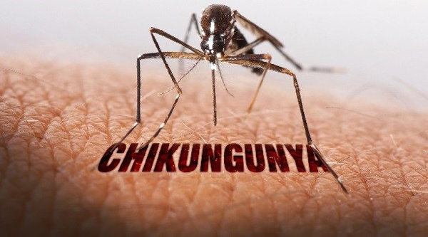 chikungunya_virus_szunyog