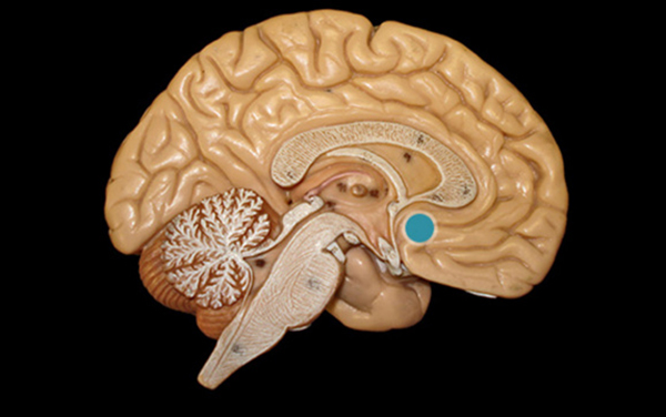 A bazális előagy elhelyezkedése egy szemléltető agymodellen (kékkel jelölve)