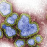 H3N8_influenzavirus