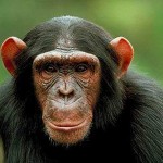 csimpánz