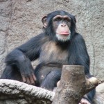 csimpanz1