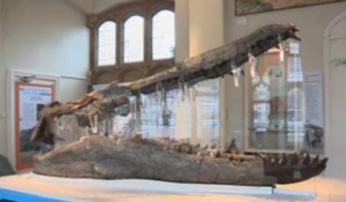 Pliosaur_Dorset_muzeum