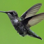 kolibri0