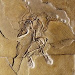 Archaeopteryx_tollas_dinoszaurusz