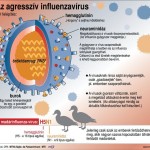 influenzavirus_H5N1_madarinfluenza