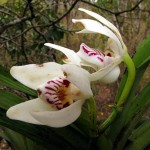 Vanda_Pumila_orchidea
