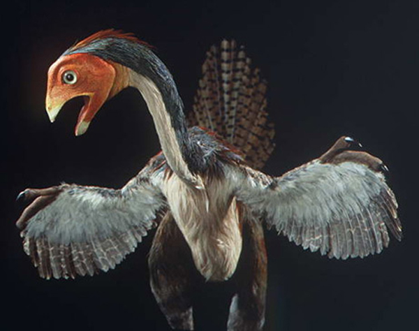 Caudipteryx_zoui_dinoszaurusz