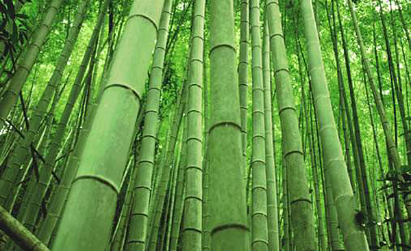 bambusz_