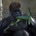 Gorilla_gorilla_diehli