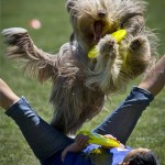 Ózdi Krisztina Chocko nevű kutyájával a Dog Chow kutya frizbi Európa-bajnokság freestyle számában Budapesten, a Hajógyári-szigeten. MTI Fotó: Illyés Tibor