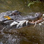 krokodil_madarat_eszik_0