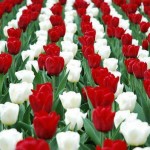 marcius15_tulipan_00