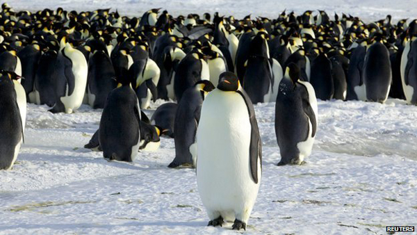 antarktisz_csaszarpingvinek