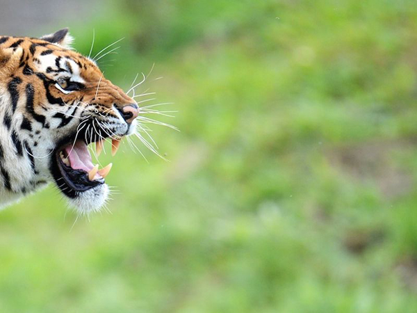tigris_00