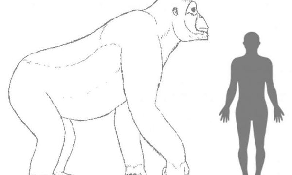 Giganthopithecus
