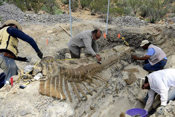 General Cepeda, 2013. július 23.
A mexikói Nemzeti Antropológiai és Történeti Intézet, az INAH által 2013. július 23-án közreadott kép egy mexikói paleontológusok által feltárt hadroszaurusz gerincoszlopáról az északkelet-mexikói General Cepeda község közelében lévõ ásatáson. A lelet a tudósok becslése szerint közel 72 millió éves. (MTI/EPA/Mauricio Marat)