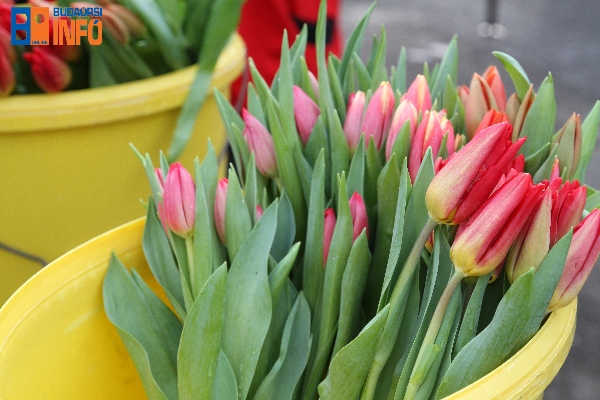 gazdapiac_tulipan (6)
