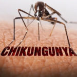 chikungunya_virus_szunyog