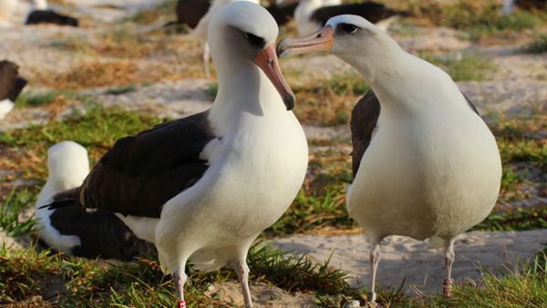 This November 21, 2015 handout photo provided by the US Fish and Wildlife Service(USFWS) shows Wisdom(L), the world's oldest known banded bird in the wild, with her mate on Midway Atoll National Wildlife Refuge/Battle of Midway National Memorial.  The world's oldest living tracked bird has been spotted back on American soil where she is expected to lay an egg at the ripe old age of 64. Wisdom, a Laysan albatross, was seen at the Midway Atoll national wildlife refuge with a mate at the weekend following a years absence. She was first tagged in 1956 and has raised at least 36 chicks since then. AFP PHOTO / HANDOUT / US FISH NAD WILDLIFE SERVICE / KIAH WALKER                          == RESTRICTED TO EDITORIAL USE / MANDATORY CREDIT: "AFP PHOTO / HANDOUT / US FISH NAD WILDLIFE SERVICE / KIAH WALKER "/ NO MARKETING / NO ADVERTISING CAMPAIGNS / DISTRIBUTED AS A SERVICE TO CLIENTS == / AFP PHOTO / USFWS / KIAH WALKER
