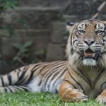 Gianyar, 2020. július 28.
Szumátrai tigris az indonéziai Bali szigetének állatkertjében a nemzetközi tigrisnapon, 2020. július 28-án. A szumátrai a világ kihalással leginkább veszélyeztetett tigrisfajtája, amelybõl már négyszáznál kevesebb él vadon, a számuk pedig egyre csökken az orvvadászat és élõhelyük területének zsugorodása miatt.
MTI/EPA/Made Nagi