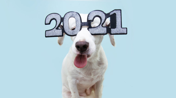 funny dog pet new year sticking tongue out blowing a raspberry wearing glasses with the inscription "2021", isolated on blue background