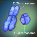 x_y_kromoszomak